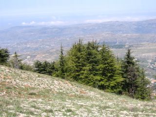 Barouk Cedars Natural Reserve