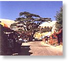 Cedars Trees