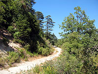 Ehden Forest