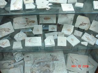 Hakel - Fish Fossils