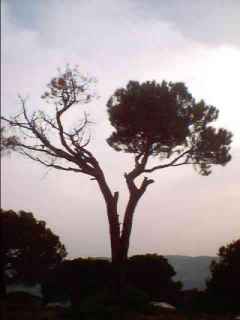 Baskinta Forest